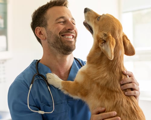 Veterinarian and corgi in clinic Veterinarian and corgi in clinic